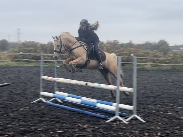 Palomino Caballo castrado 13 años 140 cm Palomino in Ølstykke