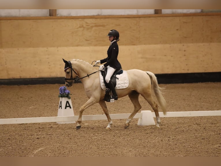 Palomino Caballo castrado 13 años 140 cm Palomino in Ølstykke