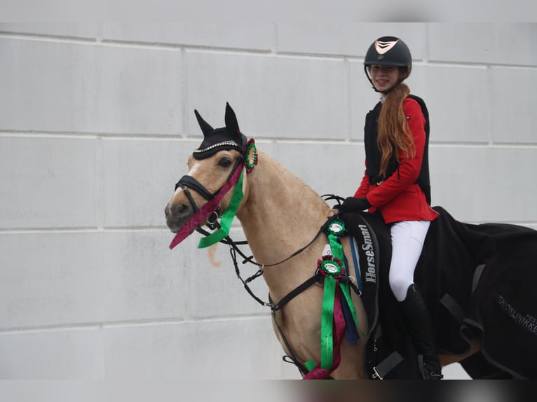 Palomino Caballo castrado 13 años 140 cm Palomino in Ølstykke