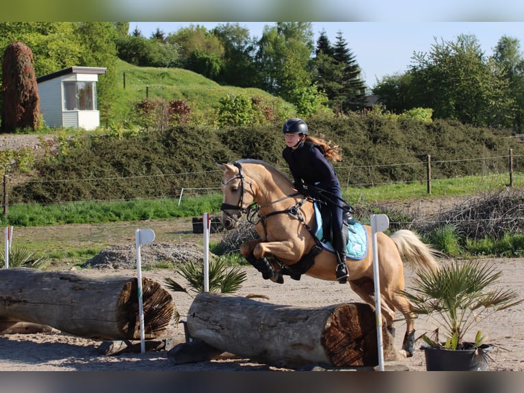 Palomino Caballo castrado 13 años 140 cm Palomino in Ølstykke