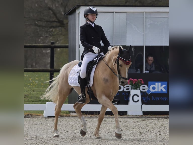 Palomino Caballo castrado 13 años 140 cm Palomino in Ølstykke