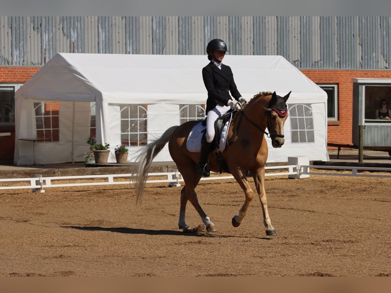 Palomino Caballo castrado 13 años 140 cm Palomino in Ølstykke