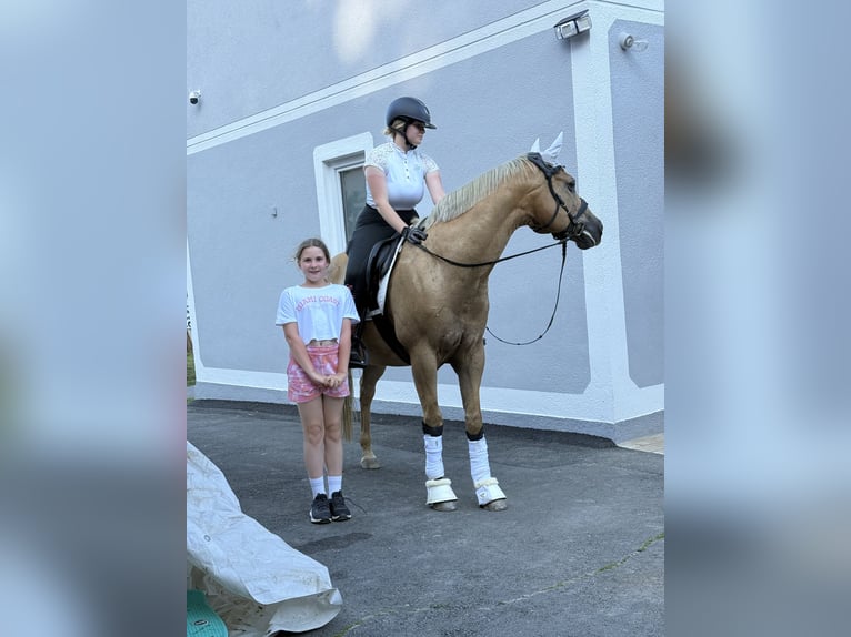 Palomino Caballo castrado 13 años 153 cm Palomino in Kirchberg an der Raab