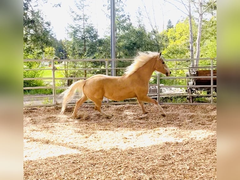 Palomino Caballo castrado 14 años 154 cm Palomino in Finsing