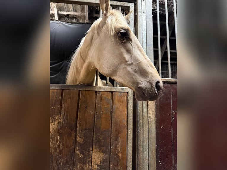 Palomino Mestizo Caballo castrado 2 años 154 cm Palomino in Geesteren