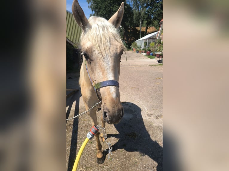 Palomino Mestizo Caballo castrado 2 años 154 cm Palomino in Geesteren