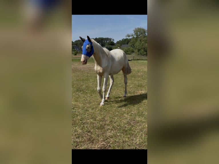 Palomino Mestizo Caballo castrado 2 años 163 cm Palomino in Zirchow