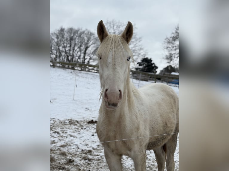 Palomino Mestizo Caballo castrado 2 años 163 cm Palomino in Zirchow