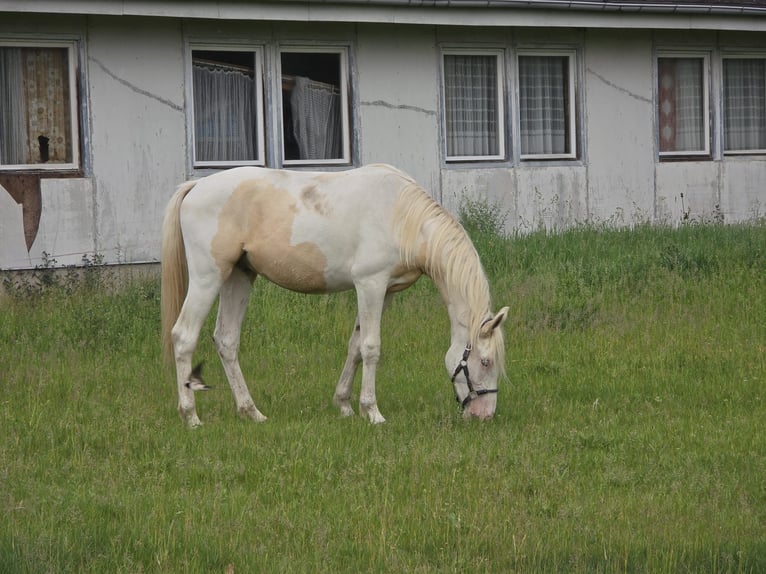 Palomino Mestizo Caballo castrado 2 años 163 cm Palomino in Zirchow