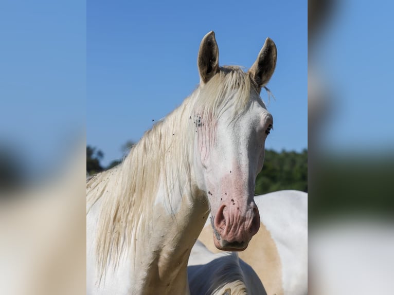 Palomino Mestizo Caballo castrado 2 años 163 cm Palomino in Zirchow