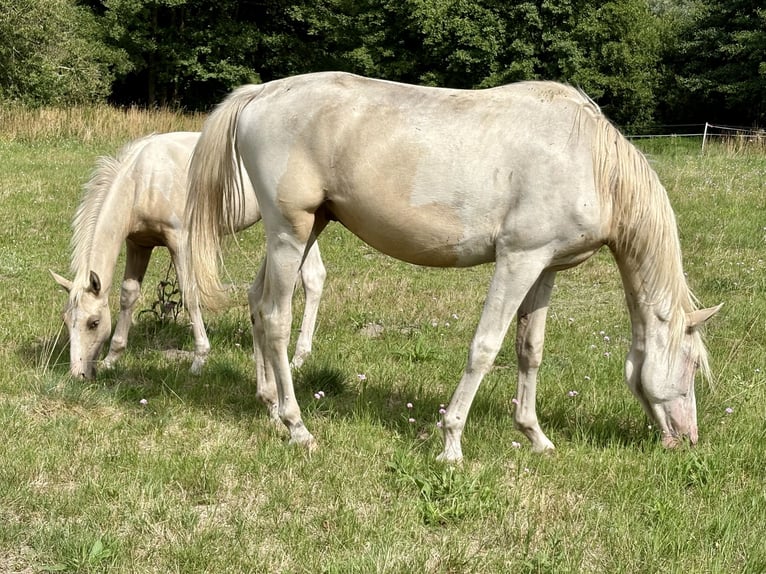 Palomino Mestizo Caballo castrado 2 años 163 cm Palomino in Zirchow
