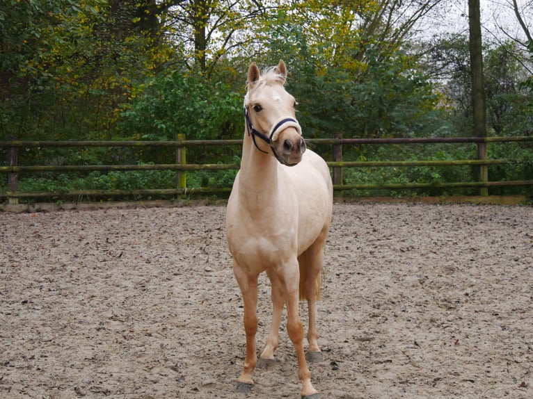 Palomino Caballo castrado 3 años 145 cm in Dorsten