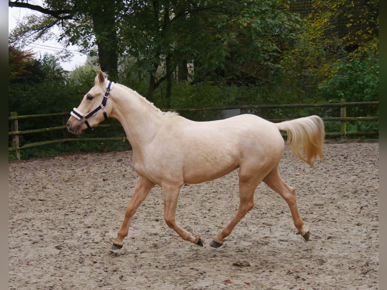 Palomino Caballo castrado 3 años 145 cm in Dorsten