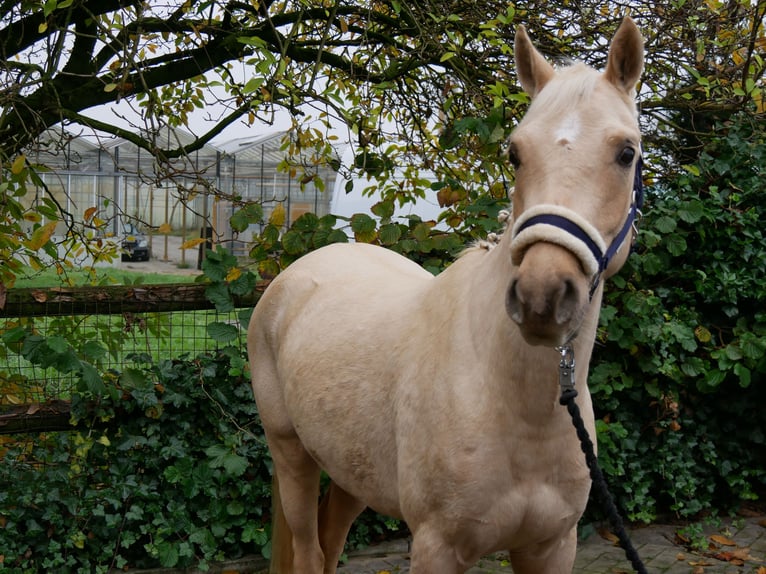 Palomino Caballo castrado 3 años 145 cm in Dorsten