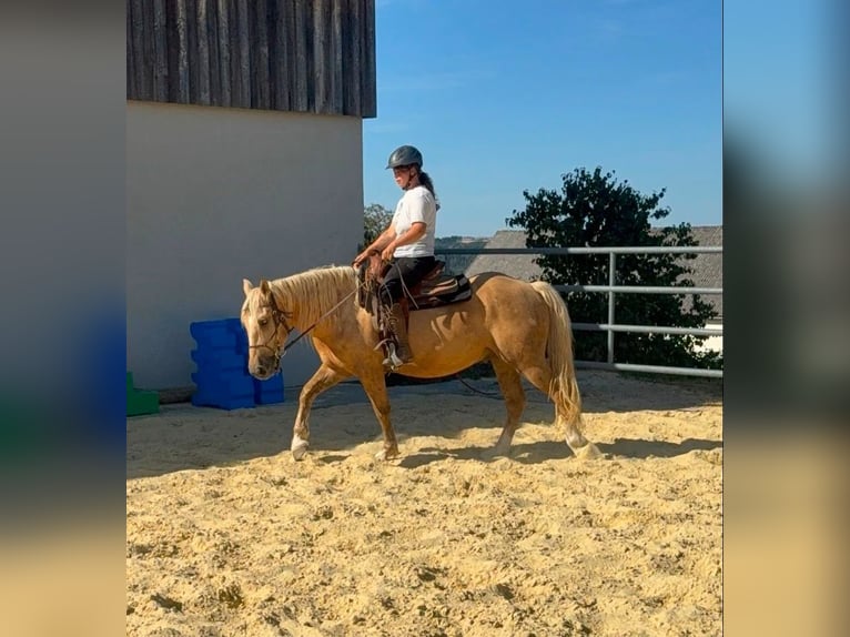Palomino Caballo castrado 3 años 150 cm  in Daleiden