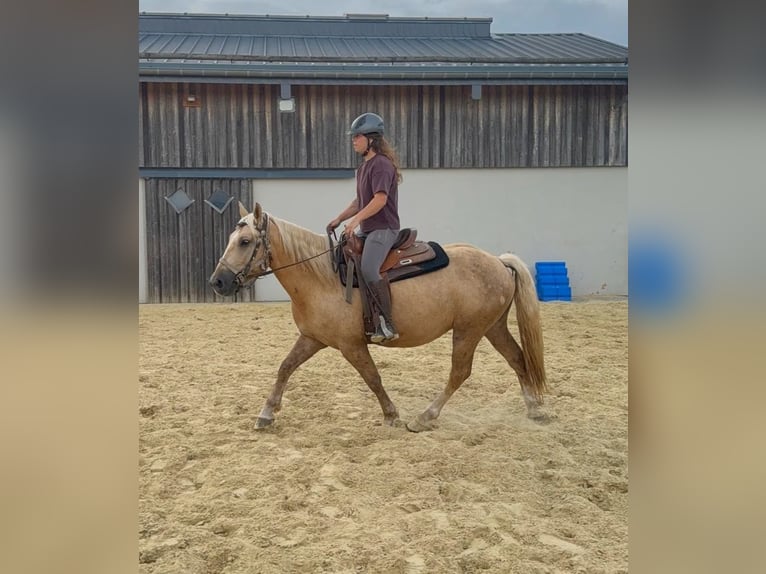 Palomino Caballo castrado 3 años 150 cm  in Daleiden