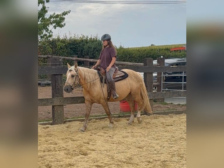 Palomino Caballo castrado 3 años 150 cm  in Daleiden