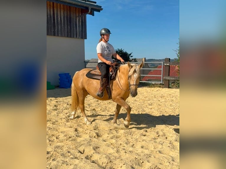 Palomino Caballo castrado 3 años 150 cm  in Daleiden
