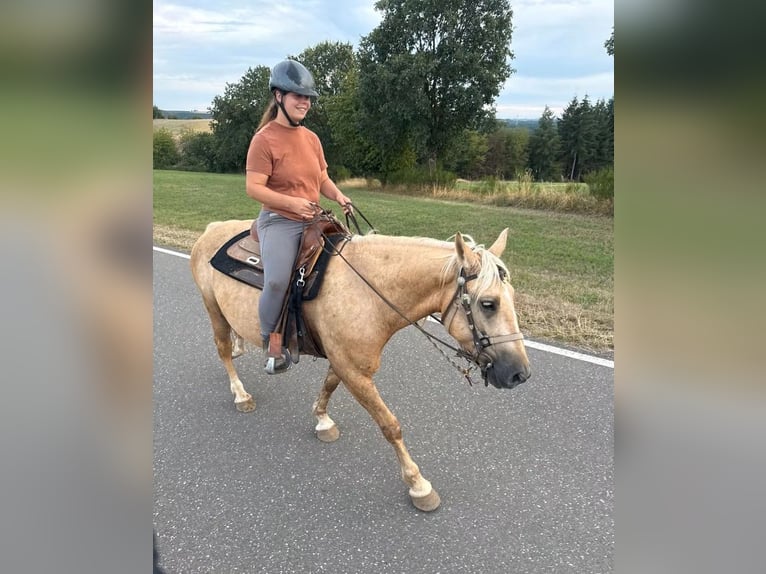 Palomino Caballo castrado 3 años 150 cm  in Daleiden