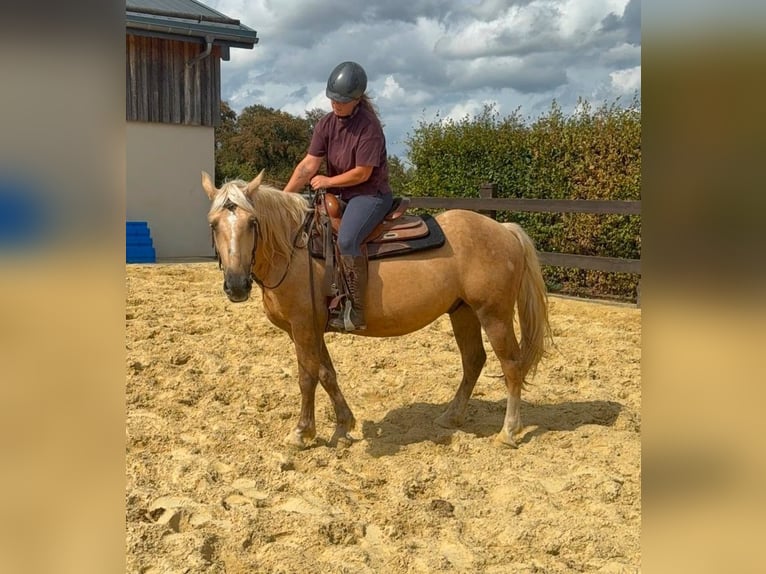 Palomino Caballo castrado 3 años 150 cm  in Daleiden