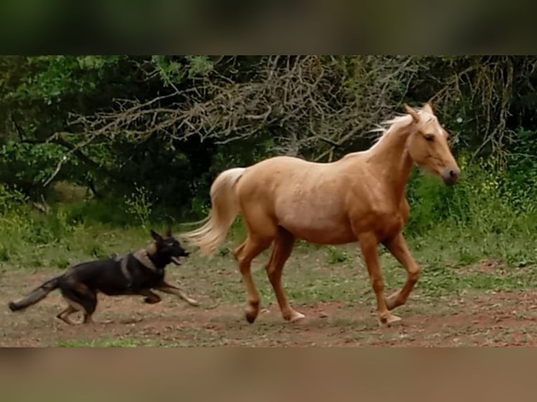 Palomino Caballo castrado 3 años Palomino in La tour sur orb