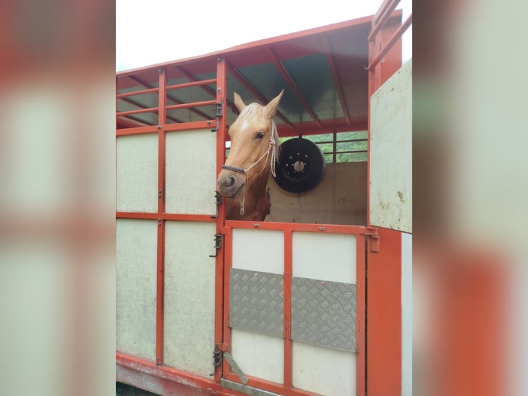 Palomino Caballo castrado 3 años Palomino in La tour sur orb