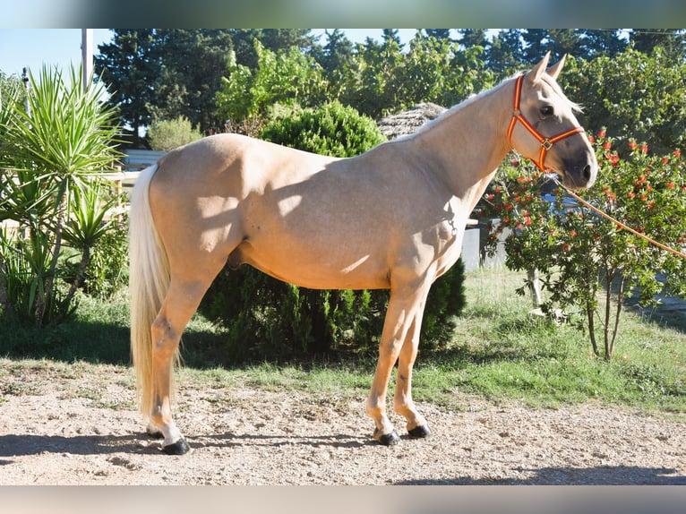 Palomino Caballo castrado 4 años 155 cm Palomino in Aimargues