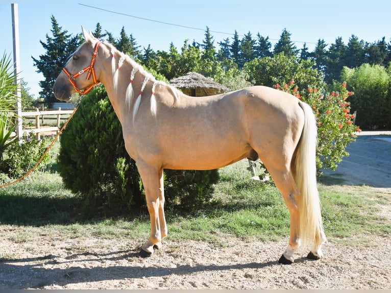 Palomino Caballo castrado 4 años 155 cm Palomino in Aimargues