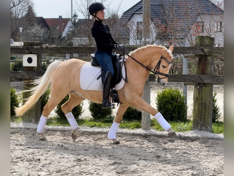 Palomino Caballo castrado 5 años 141 cm Palomino in Dissen am Teutoburger Wald