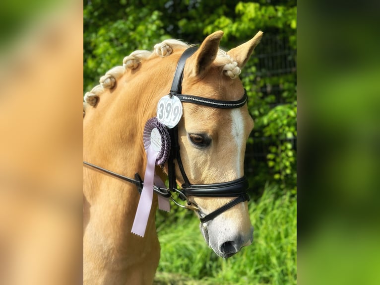 Palomino Caballo castrado 5 años 141 cm Palomino in Dissen am Teutoburger Wald