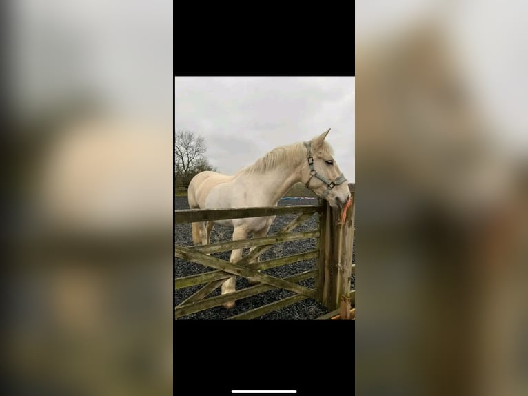 Palomino Caballo castrado 6 años 152 cm White/Blanco in Houston