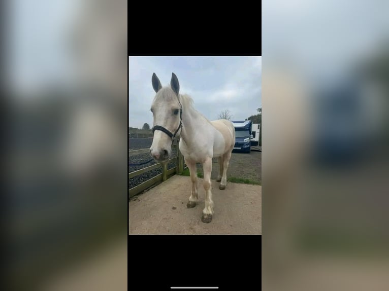 Palomino Caballo castrado 6 años 152 cm White/Blanco in Houston