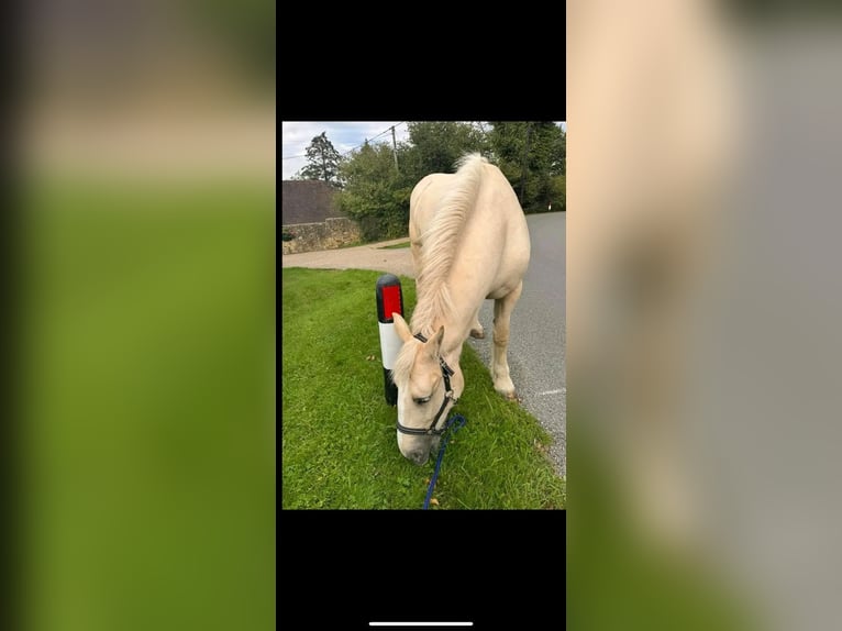 Palomino Caballo castrado 6 años 152 cm White/Blanco in Houston