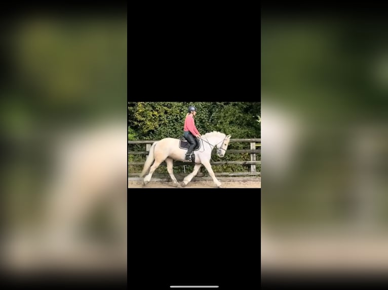 Palomino Caballo castrado 6 años 152 cm White/Blanco in Houston