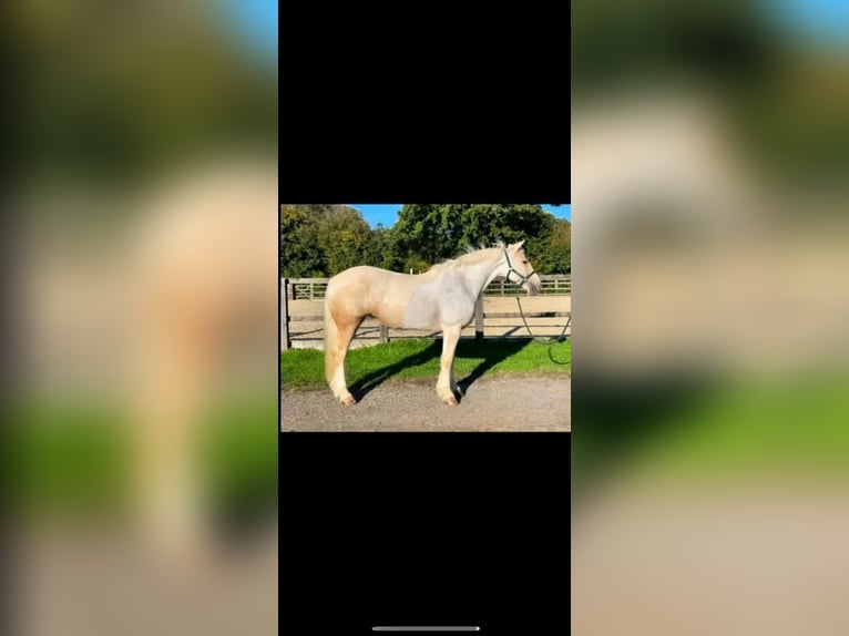 Palomino Caballo castrado 6 años 152 cm White/Blanco in Houston