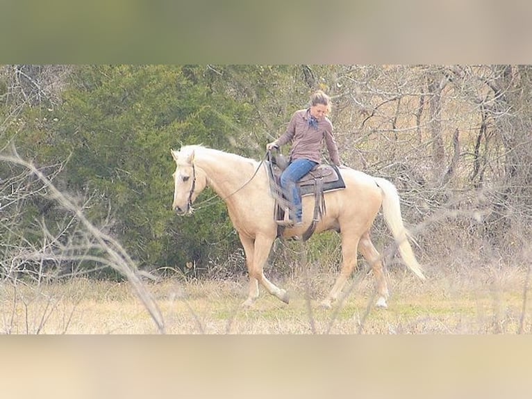 Palomino Caballo castrado 7 años 152 cm Palomino in Belfast