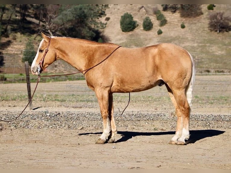 Palomino Mestizo Caballo castrado 7 años 152 cm Palomino in Chappell Hill