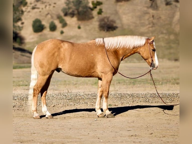 Palomino Mestizo Caballo castrado 7 años 152 cm Palomino in Chappell Hill