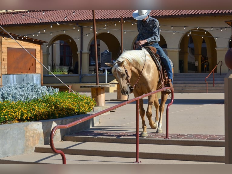 Palomino Caballo castrado 7 años 165 cm Palomino in STEPHENVILLE, TX