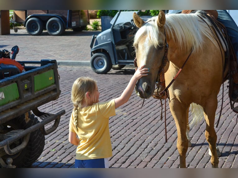 Palomino Caballo castrado 7 años 165 cm Palomino in STEPHENVILLE, TX