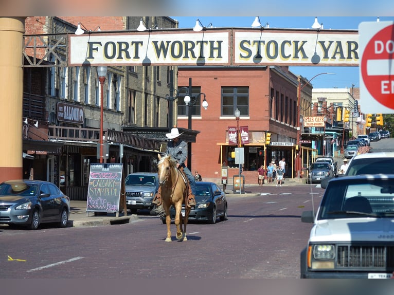 Palomino Caballo castrado 7 años 165 cm Palomino in STEPHENVILLE, TX