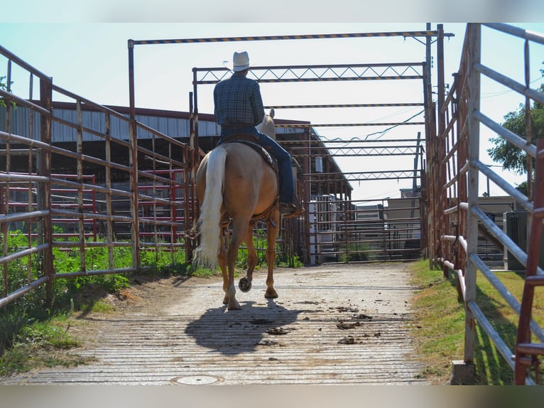 Palomino Caballo castrado 7 años 165 cm Palomino in STEPHENVILLE, TX