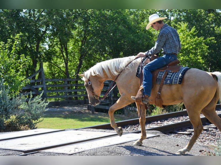 Palomino Caballo castrado 7 años 165 cm Palomino in STEPHENVILLE, TX