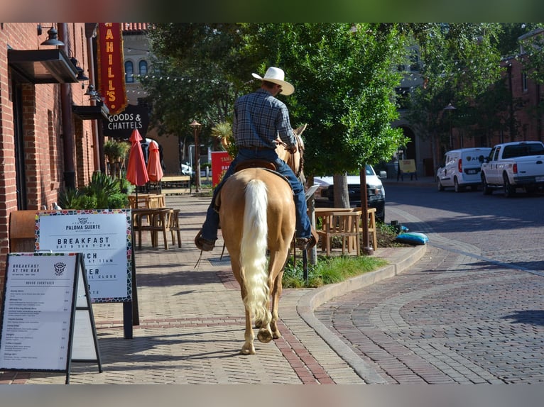 Palomino Caballo castrado 7 años 165 cm Palomino in STEPHENVILLE, TX