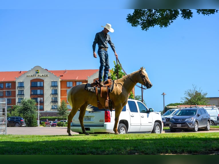 Palomino Caballo castrado 7 años 165 cm Palomino in STEPHENVILLE, TX