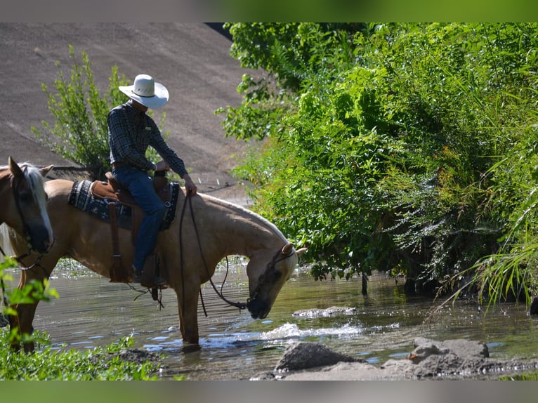 Palomino Caballo castrado 7 años 165 cm Palomino in STEPHENVILLE, TX