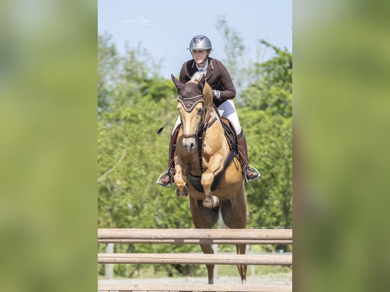 Palomino Caballo castrado 8 años 162 cm Palomino in Süderlügum