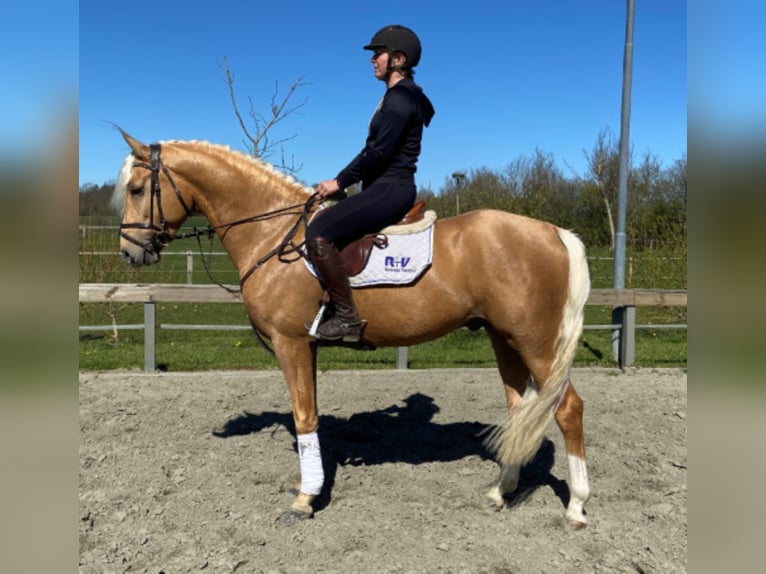 Palomino Caballo castrado 8 años 162 cm Palomino in Süderlügum