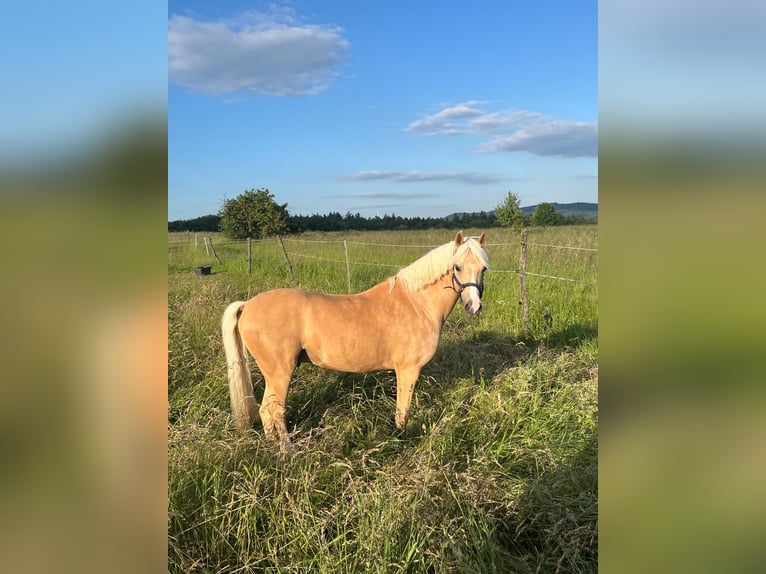 Palomino Castrone 10 Anni 137 cm Palomino in Beckingen