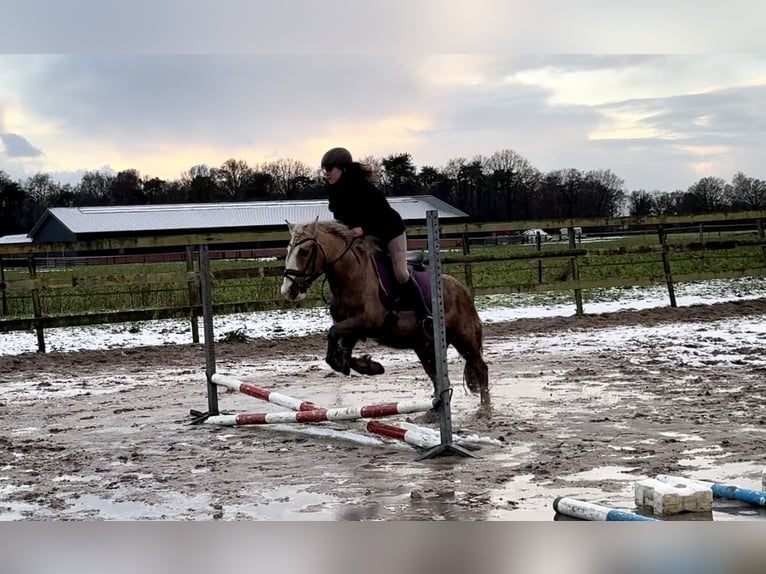 Palomino Castrone 13 Anni 133 cm Palomino in Barneveld